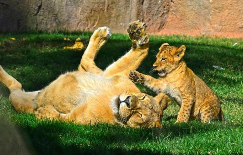 Апартаменты Bioparc Metro Валенсия Экстерьер фото